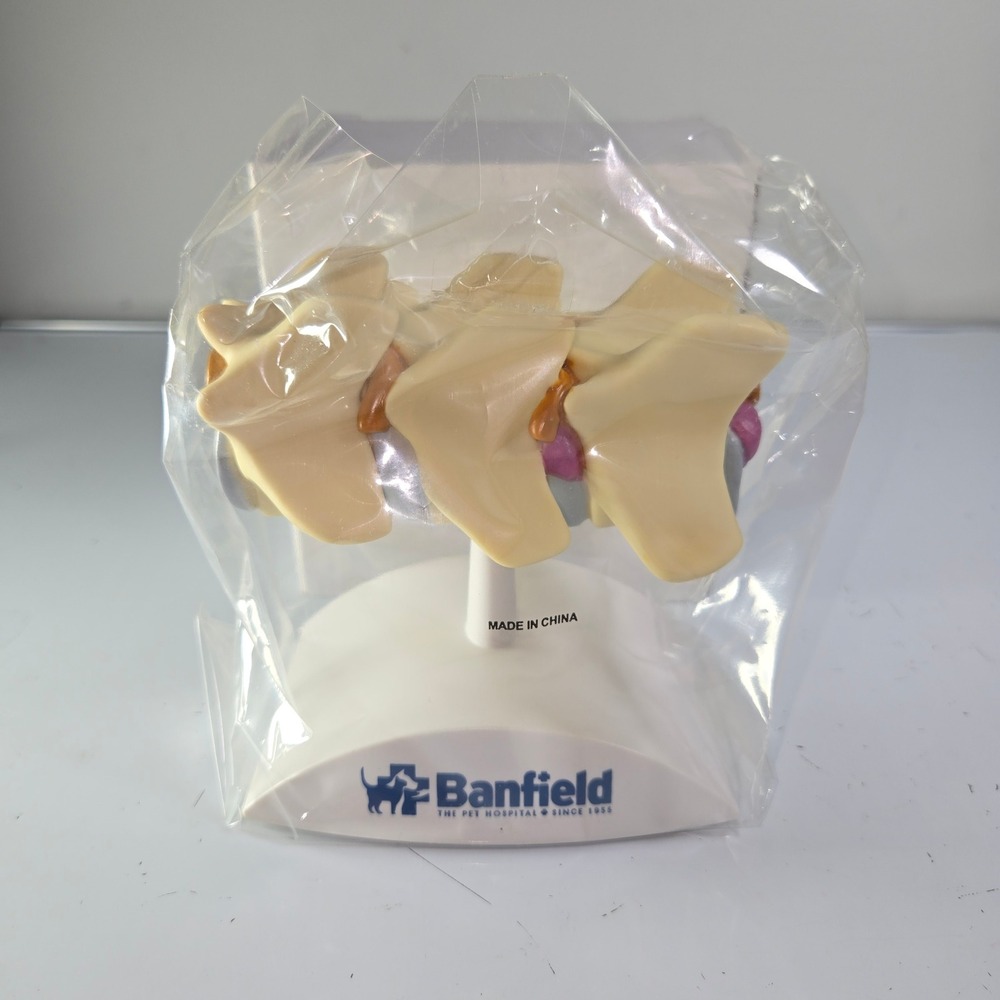 Banfield‎ Pet Anatomical Spine Model Educational Veterinary Medical